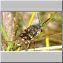 Epeolus variegatus - Filzbiene w001a 7mm - OS-Wallenhorst-Sandgrube-det.jpg